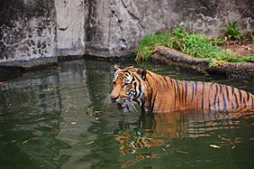 Tiger Houston Zoo 2007-08-31