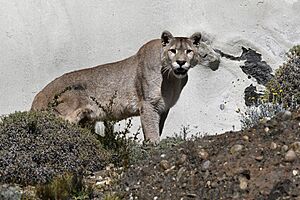 Torres del Paine puma JF2