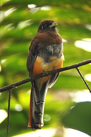 Trogon rufus (15150509512).jpg