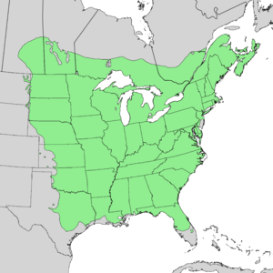 Ulmus americana range map 2.png