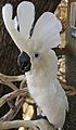 Umbrella Cockatoo (Cacatua alba) -Free Flight Aviary -San Diego