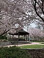 Valley Cottage Cherry Blossoms