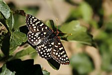 Variable Checkerspot Butterfly in California