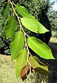 Villosa leaves