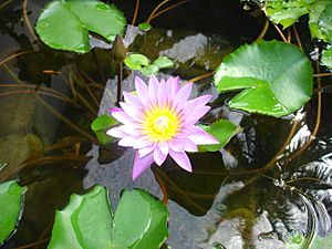 Waterlily (238959085)