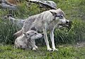 Wolf Alaska Wildlife Conservation Center - Girdwood Portage Alaska (35875057971)
