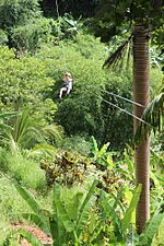 Zipline in the Tanamá National Forest of Utuado, Puerto Rico