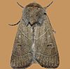 -10567 – Ulolonche culea – Sheathed Quaker Moth (16038071038).jpg