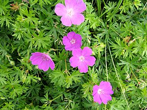 2012-07-03 Bloody Crane's-bill, Hauxley, Northumberland 4