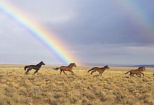 2017 Reveille Wild Horse Release, central NV