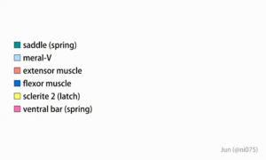 20220123 stomatopod strike mechanics spearing en