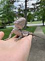 3 month old bearded dragon