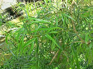 Acacia leprosa1.jpg