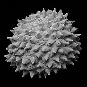 Acritarch from the Weng'an biota