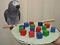 Alex the Parrot