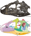 Allosaurus jimmadseni skull and diagram