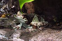 Amazon Milk Frog (Trachycephalus resinifictrix), CMN