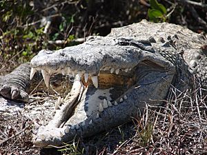 American crocodile, J N Ding Darling National Wildlife Refuge, USFWS 9679