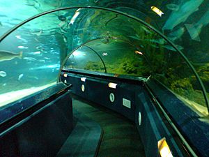 Aquarium Tunnels, Kelly Tarlton Aquarium