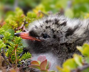 Arctic Tern chick-4c