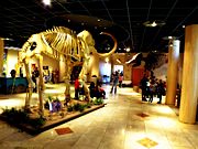 Arizona Museum of Natural History Lobby