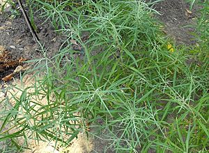Artemisiapalmeri.JPG