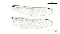Austroaeschna unicornis male wings (35053358295)