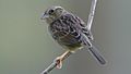 Bachman's Sparrow, Hal Scott Reserve, Florida 3
