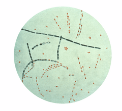 Bacillus anthracis.png