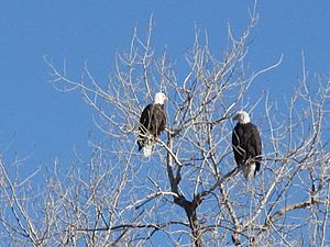 Bald Eagles at Crown Hill Park