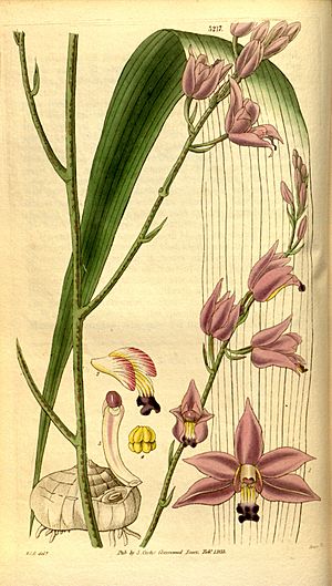 Bletia purpurea (as Bletia acutipetala) - Curtis' 60 (N.S. 7) pl. 3173 (1833).jpg