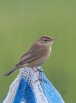 Booted warbler (Iduna caligata)