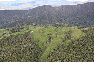 Bosque de protección Alto Mayo