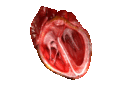 Computer generated animation of a beating human heart