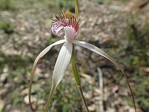 Caladenia longicauda redacta 01