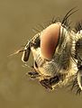 Caliphrodae head
