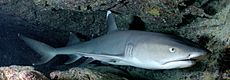 Carcharhinus albimarginatus-shark cropped