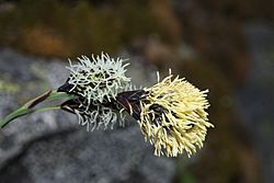 Carex spectabilis 6241.JPG