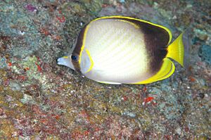 Chaetodon gardineri (Norman, 1939).jpg