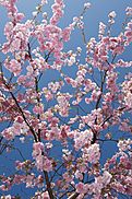 Cherry Blossom Spring Sky (4531848988).jpg