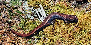 Chiropterotriton miquihuanus, Miquihuana Splayfoot Salamander, Tamaulipas