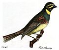 Cirl Bunting Montagu 1802