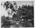 Cleghorn family bungalow at Ainahau, circa 1878 (PP-96-10-010)