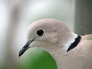 Collared Dove -upper body profile-8