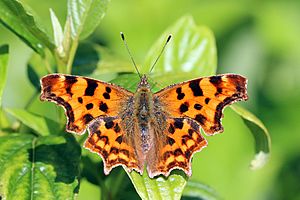 Comma butterfly (Polygonia c-album) 2