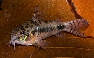 Corydoras habrosus-Weibchen.jpg