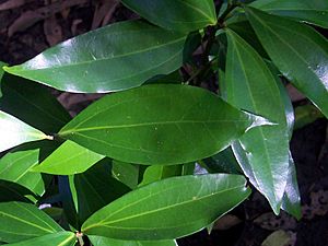 Cryptocarya laevigata - leaves.jpg