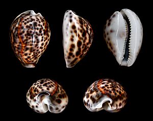 Cypraea tigris 01