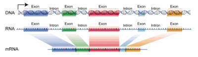 DNA exons introns