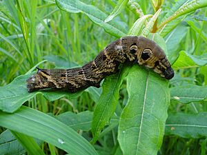 Deilephila elpenor caterpillar